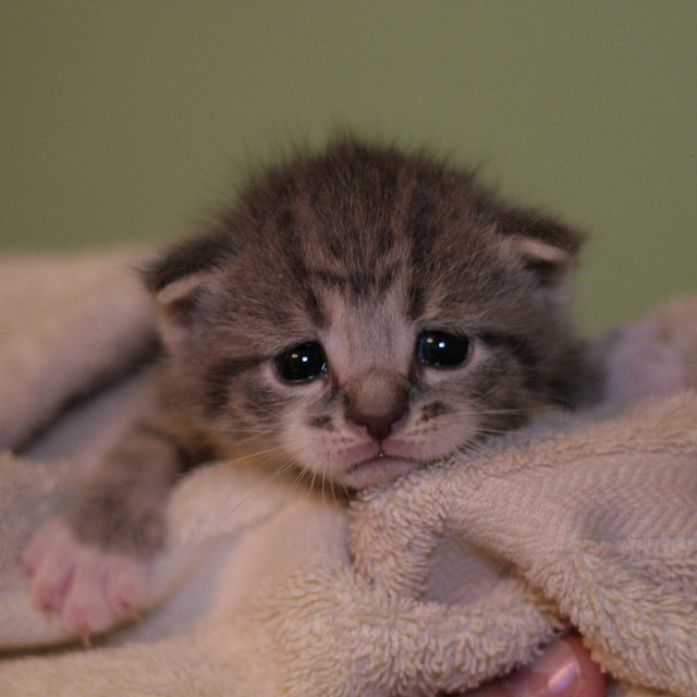 15023310372_cb5d75d06e_z